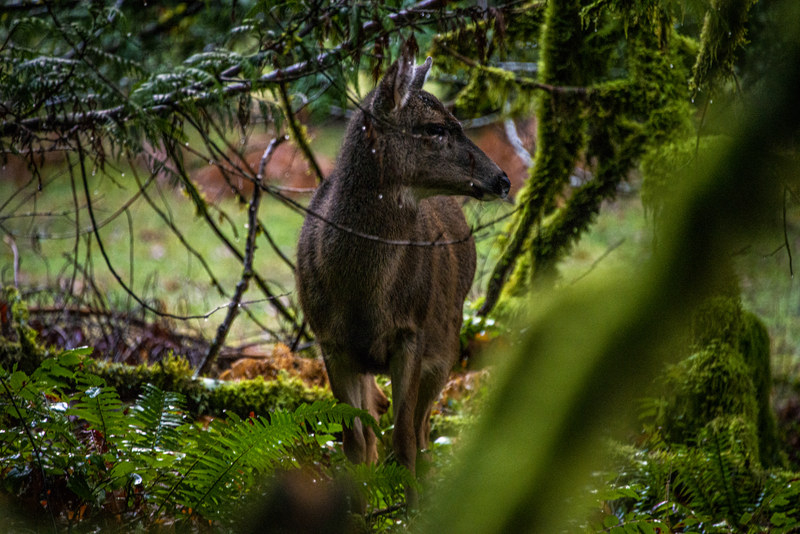 Black-tailed deer half-hidden among ferns and mossy undergrowth in old-growth Olympic forest